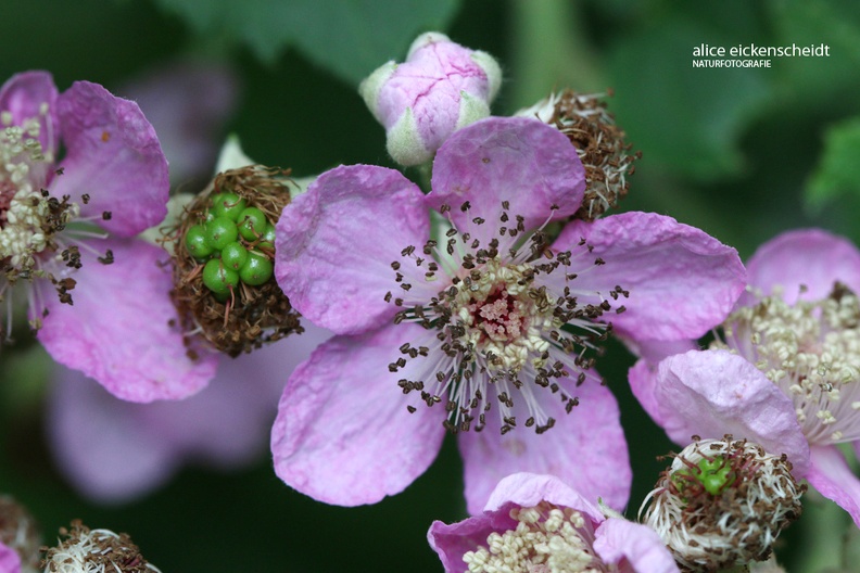 Brombeere (Rubus fruticosus).JPG