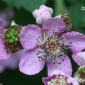 Mittelmeer-Brombeere (Rubus ulmifolius)