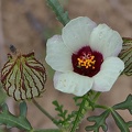 Stunden-Roseneibisch (Hibiscus trionium)