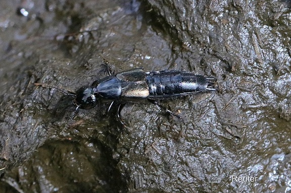 Kurzflügler (Philonthus sp.)