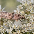 Pfaffenhütchen-Schmalzünsler (Nephopterix angustella)