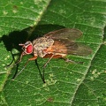 Echte Fliege (Helina impuncta)