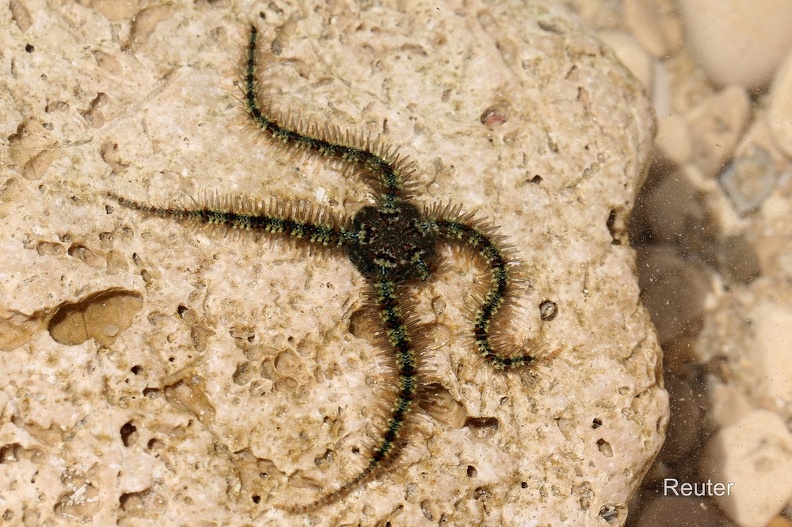 Schlangenstern (Ophiuroidea sp).jpg