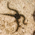 Schlangenstern (Ophiuroidea sp.)