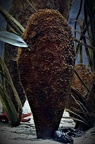 Edle Steckmuschel (Pinna nobilis)