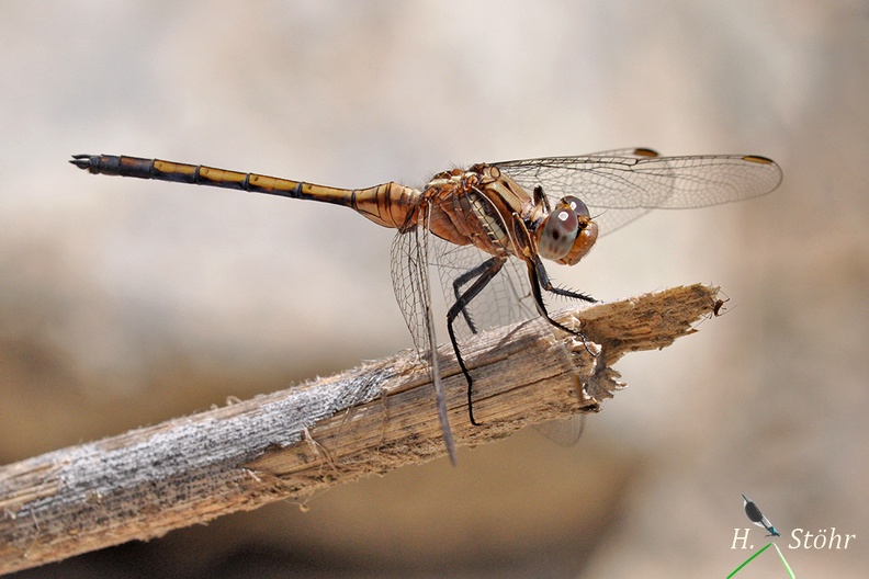 Rahmstreif Blaupfeil (Orthetrum chrysostigma).jpg