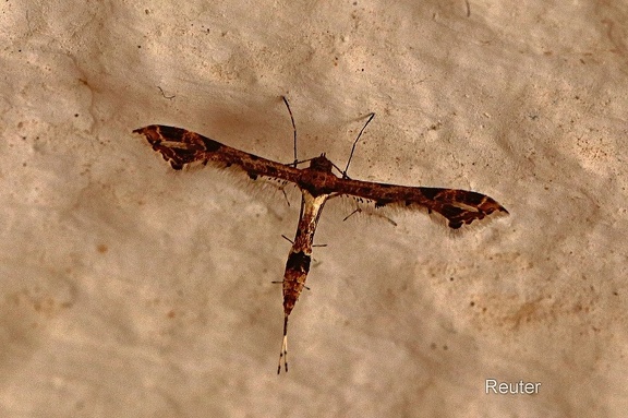 Federmotte (Lantanophaga pusillidactylus)