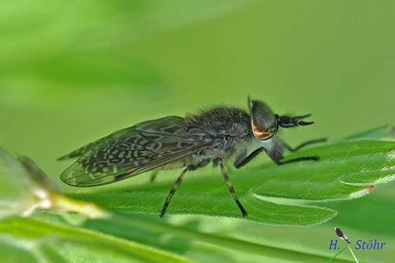 Regenbremse (Haematopota pluvialis)