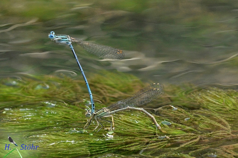 Blaue Federlibelle (Platycnemis pennipes).jpg