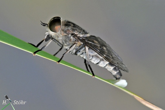 Pferdebremse (Tabanus sudeticus)