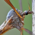 Riesenschnake (Tipula maxima)