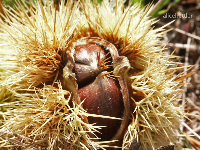 Edelkastanie - Sweet Chestnut (Castanea sativa).jpg