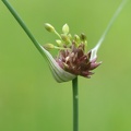 Kohl-Lauch (Allium oleraceum)