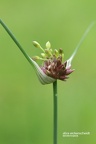 Kohl-Lauch (Allium oleraceum)
