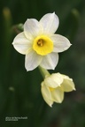 Tazette (Narcissus tazetta) 