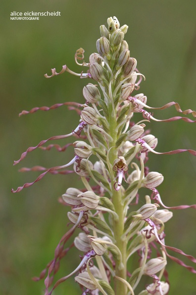 Bocks-Riemenzunge (Himantoglossum hircinum).JPG