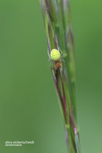 Kürbisspinne (Araniella cucurbitina).jpg