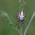 Eichblatt-Kreuzspinne (Aculepeira ceropegia)