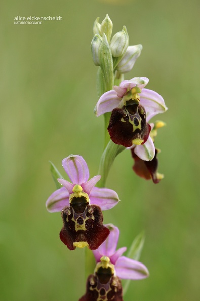 Hummel-Ragwurz (Ophrys holoserica) Taubergießen 1.JPG