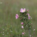 Bibernell-Rose (Rosa spinosissima)