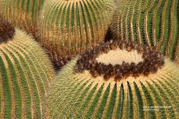 Goldkugelkaktus (Echinocactus grusonii)
