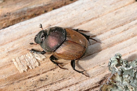 Mönchs-Kotkäfer (Onthophagus coenobita)