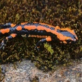 Feuersalamander (Salamandra salamanda terestes)