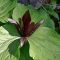 Rote Waldlilie (Trillium chloropetalum var. giganteum)