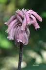 Walzenlilie (Veltheimia bracteata)
