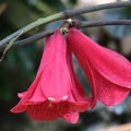 Chilenische Wachsglocke (Lapageria rosea)