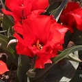 Greig-Tulpe (Tulipa greigii)