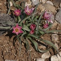 Niedrige Tulpe (Tulipa humilis)
