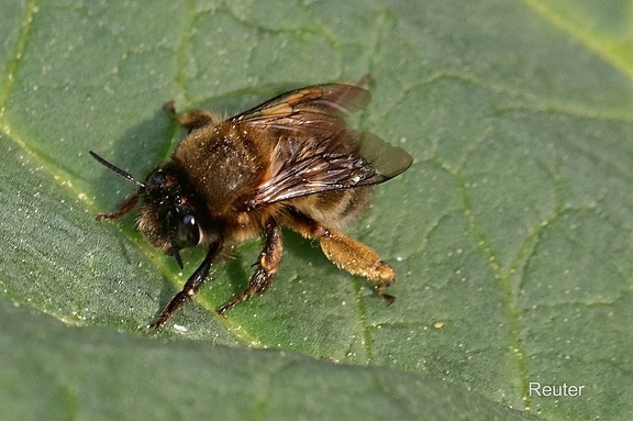 Pelzbiene (Anthophora sp.)