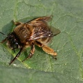 Pelzbiene (Anthophora sp.)