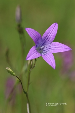 Wiesen-Glockenblume (Campanula patula)