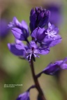 Gewöhnliche Kreuzblume (Polygala vulgaris)