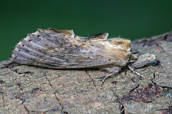 Palpen-Zahnspinner (Pterostoma palpina)