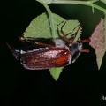 Feldmaikäfer (Melolontha melolontha)