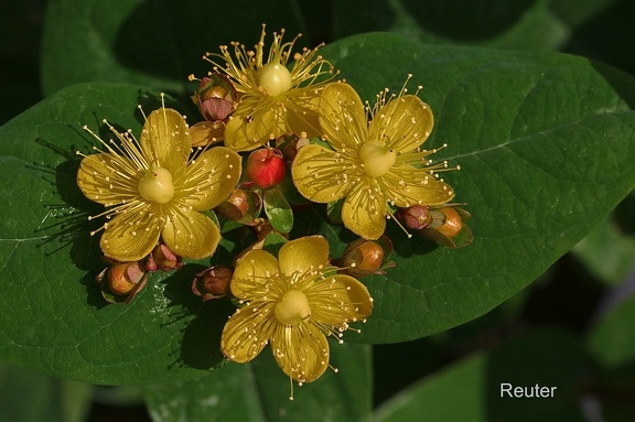 Blut-Johanniskraut (Hypericum androsaemum)