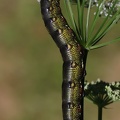 Linienschwärmer (Hyles livornica)