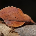Kupferglucke (Gastropacha quercifolia)