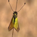 Libellen-Schmetterlingshaft (Libelloides coccajus)