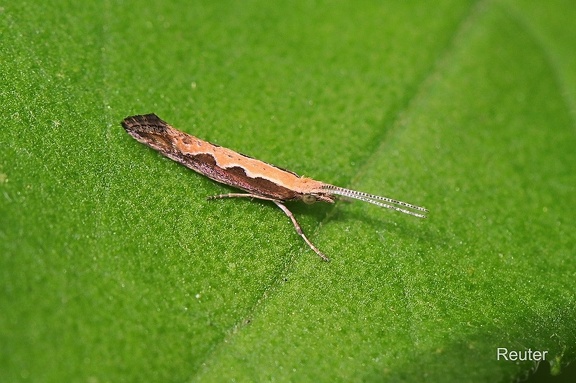 Kohlmotte (Plutella xylostella)