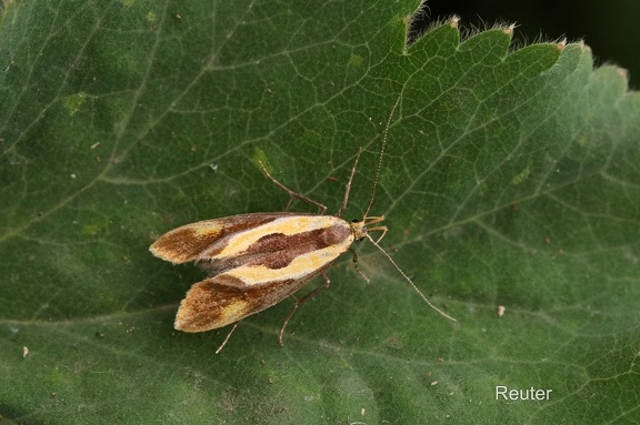 Tastermotte (Harpella forficella)