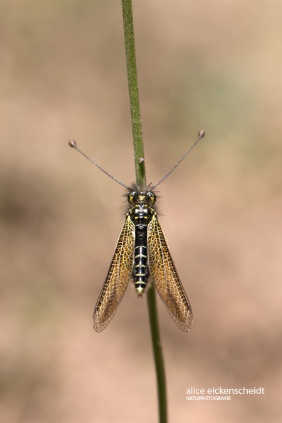 Gelber Schmetterlingshaft (Libelloides ictericus)- Calangianus.jpg