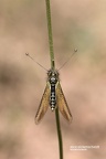 Gelber Schmetterlingshaft (Libelloides ictericus corsicus)