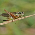 Roesels Beißschrecke (Metrioptera roeselii).jpg
