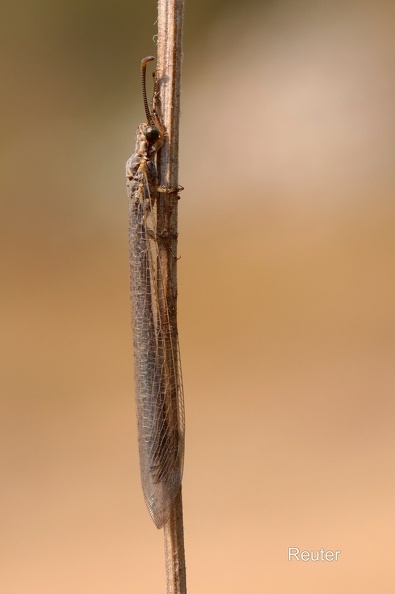 Gewöhnliche Ameisenjungfer (Myrmeleon formicarius).jpg