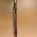 Gewöhnliche Ameisenjungfer (Myrmeleon formicarius)