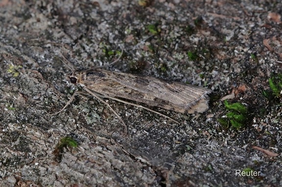 Wanderzünsler (Nomophila noctuella)